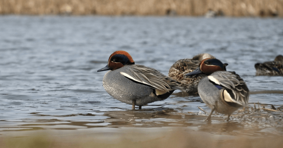 Featured Image for Best Duck Call for Beginners